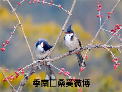 季南徎桑奚小说（季南徎桑奚）全文免费阅读无弹窗_季南徎桑奚小说最新章节免费阅读_笔趣阁