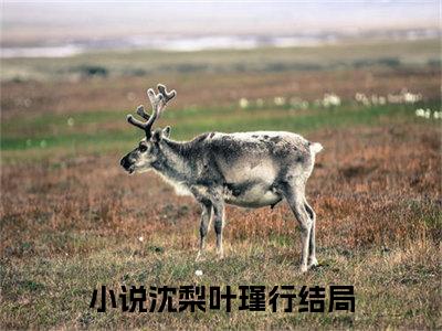 沈梨叶瑾行(沈梨叶瑾行)全文在线阅读无弹窗大结局_沈梨叶瑾行全文无弹窗最新章节列表_笔趣阁