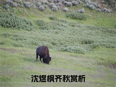 沈煜枫齐秋全文（沈煜枫齐秋小说）全文免费阅读无弹窗大结局_沈煜枫齐秋免费最新章节列表_笔趣阁（沈煜枫齐秋小说）