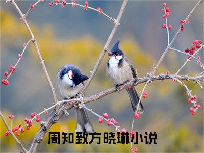 周知致方晓琳小说全文（周知致方晓琳）在线阅读-周知致方晓琳全文免费阅读无弹窗大结局