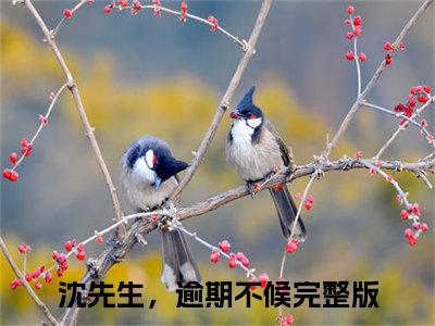 沈先生，逾期不候全文免费阅读无弹窗大结局-沈先生，逾期不候孟琼沈逢西 全文全章节免费阅读