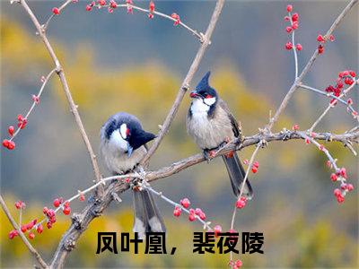 凤叶凰，裴夜陵在线阅读（凤叶凰，裴夜陵）全文免费阅读大结局_凤叶凰，裴夜陵免费最新章节列表_笔趣阁