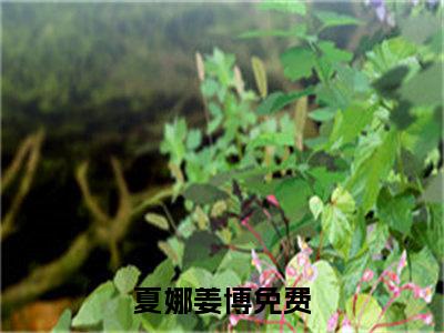 夏娜姜博抖音最新热点小说，夏娜姜博小说最新章节阅读