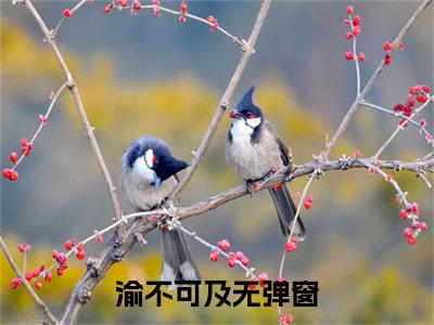 新书热荐夏渝全文免费阅读无弹窗大结局-小说渝不可及全文完整版免费阅读