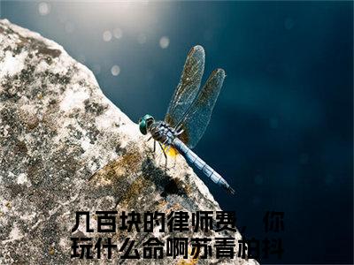 新书热荐几百块的律师费，你玩什么命啊苏青柏全文免费阅读无弹窗大结局-小说几百块的律师费，你玩什么命啊苏青柏全文完整版免费阅读