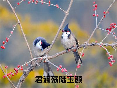 君澜殇陆玉颜小说免费阅读无弹窗，小说名字是：君澜殇陆玉颜的小说在线阅读无删减