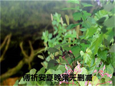 傅祈安夏晚棠全文免费阅读_傅祈安夏晚棠最新小说_笔趣阁