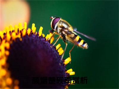 颜烟楚砚南最新章节阅读-颜烟楚砚南免费阅读大结局无弹窗