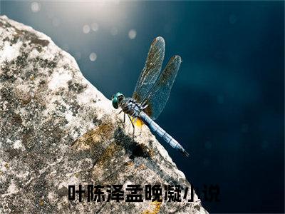 小说(叶陈泽孟晚凝)免费阅读-叶陈泽孟晚凝小说全文在线赏析