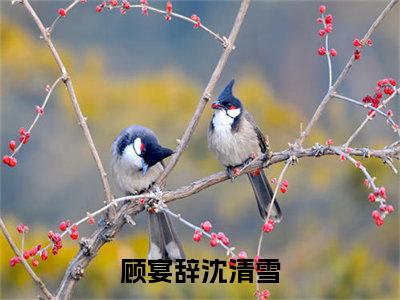 顾宴辞沈清雪(顾宴辞沈清雪)全文在线阅读无弹窗_顾宴辞沈清雪小说全文大结局