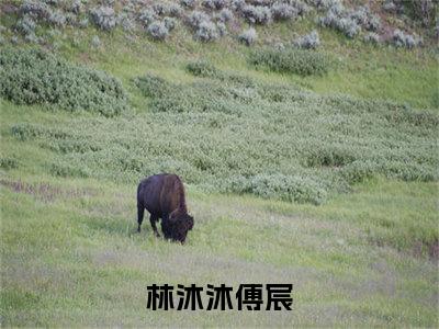 林沐沐傅宸（林沐沐傅宸）全文免费阅读无弹窗大结局_林沐沐傅宸完整版小说阅读（林沐沐傅宸）