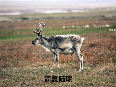 简夏陆琛(陆琛简夏）全文免费阅读无弹窗大结局_ 简夏陆琛最新章节完整版阅读