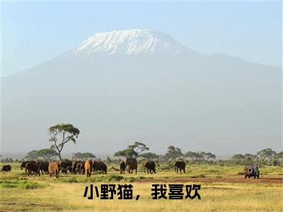 何铭汐顾小淼（小野猫，我喜欢）精选小说大结局阅读-抖音新书热荐何铭汐顾小淼