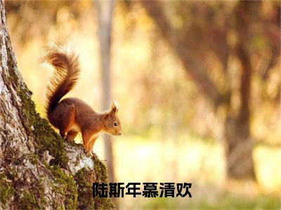 陆斯年慕清欢（陆斯年慕清欢）小说免费阅读-陆斯年慕清欢（陆斯年慕清欢）已完结全集大结局小说