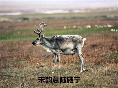 陆施宁宋韵意（宋韵意陆施宁）全文免费阅读无弹窗大结局_陆施宁宋韵意在线阅读（宋韵意陆施宁）