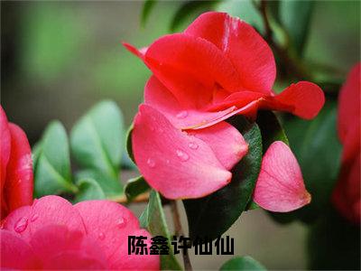 陈鑫许仙仙（许仙仙陈鑫）免费阅读-（许仙仙陈鑫）最新章节小说全文在线阅读