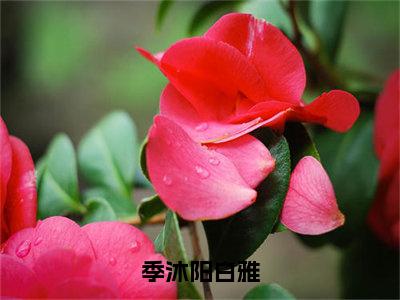 季沐阳白雅（白雅季沐阳）全文免费阅读_（白雅季沐阳）最新章节列表笔趣阁（白雅季沐阳）