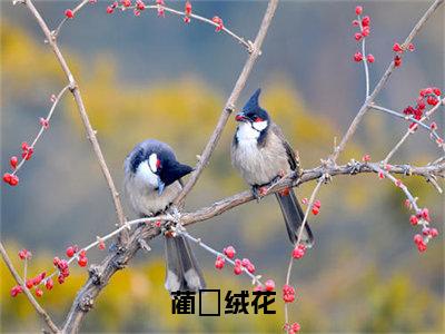 蔺汌绒花全文（绒花蔺汌）全文免费阅读无弹窗大结局_绒花蔺汌全文最新章节列表