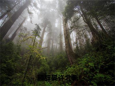 许北希顾辞晏（顾辞晏许北希）精选小说大结局阅读-抖音新书热荐许北希顾辞晏