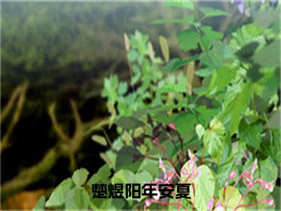 楚煜阳年安夏（楚煜阳年安夏）小说全文-楚煜阳年安夏无弹窗免费阅读