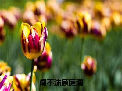 闻不沫顾庭渊小说全文免费阅读_闻不沫顾庭渊（闻不沫顾庭渊）最新章节列表笔趣阁