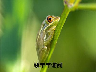 小说（裴芊芊谢阙）_谢阙裴芊芊全文阅读_裴芊芊谢阙免费阅读大结局