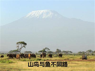 秦枝枝的小说免费阅读（山鸟与鱼不同路小说免费阅读）全文免费阅读大结局-山鸟与鱼不同路热门榜单好书推荐