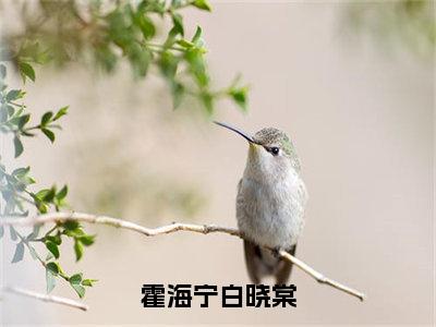 小说白晓棠霍海宁（霍海宁白晓棠）大结局免费阅读-霍海宁白晓棠最新热门小说全文阅读