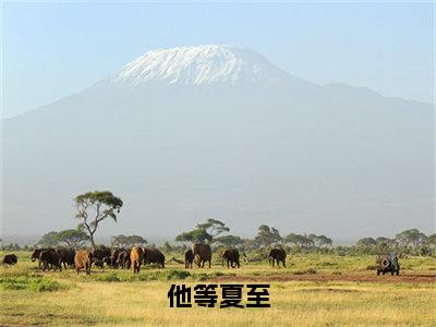 【新书】《他等夏至》全文免费阅读最新章节大结局-夏栀周淮屿全文全章节免费阅读