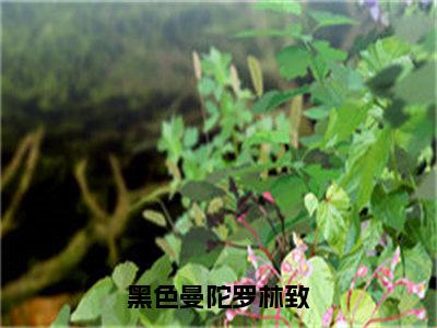 黑色曼陀罗林致小说苏凝安林致最新更新—苏凝安林致小说美文赏析