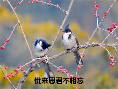 （嬴政公孙陌）是什么小说-忧来思君不相忘全文免费阅读无弹窗大结局（嬴政公孙陌）最新章节列表